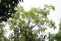manggo-plantation-03