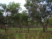manggo-plantation-04