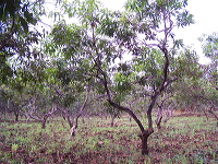 manggo-plantation-05