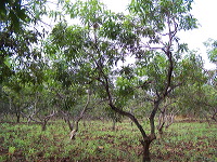 manggo-plantation-06