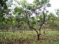 manggo-plantation-08