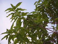 manggo-plantation-09