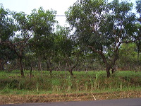 manggo-plantation-10