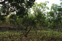 manggo-plantation-11