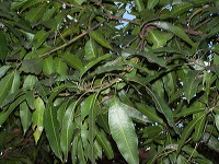 manggo-plantation-12