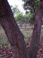manggo-plantation-13