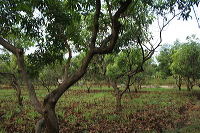 manggo-plantation-14