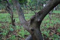manggo-plantation-15