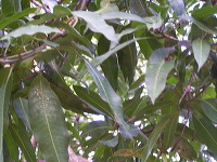 manggo-plantation-16