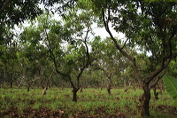 manggo-plantation-17