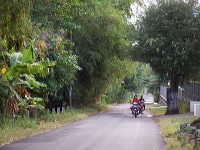 manggo-plantation-18