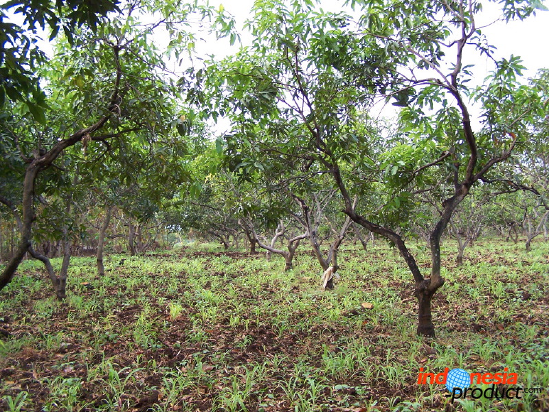 manggo-plantation-02.jpg
