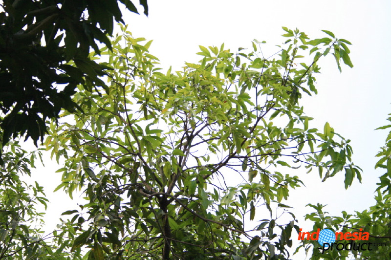 manggo-plantation-03.jpg
