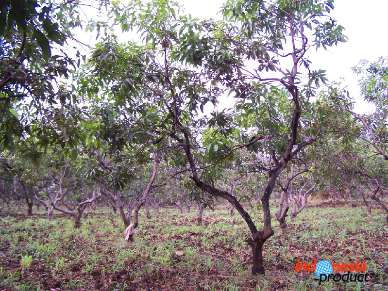 manggo-plantation-05.jpg