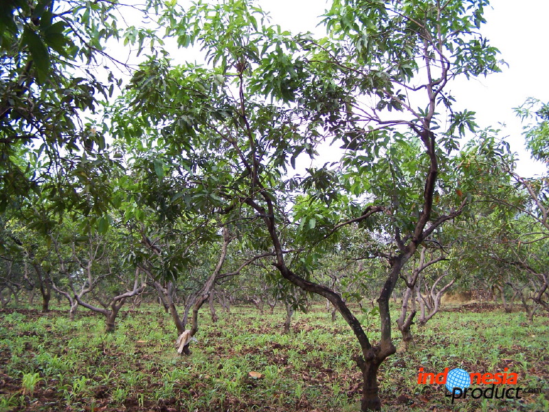 manggo-plantation-06.jpg