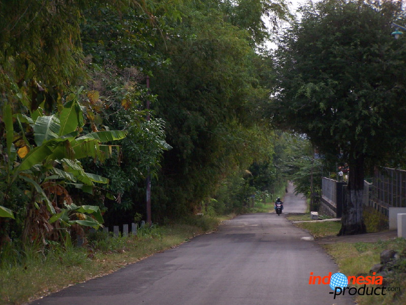 manggo-plantation-07.jpg