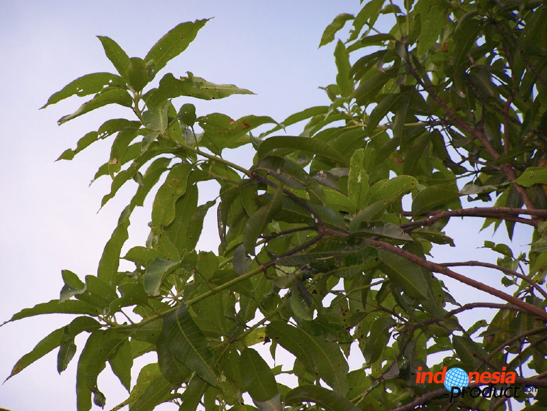manggo-plantation-09.jpg