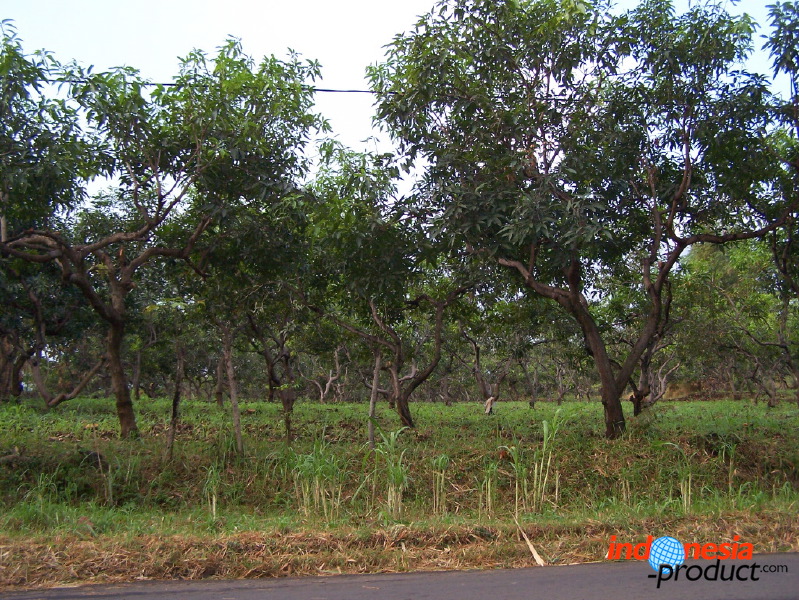 manggo-plantation-10.jpg