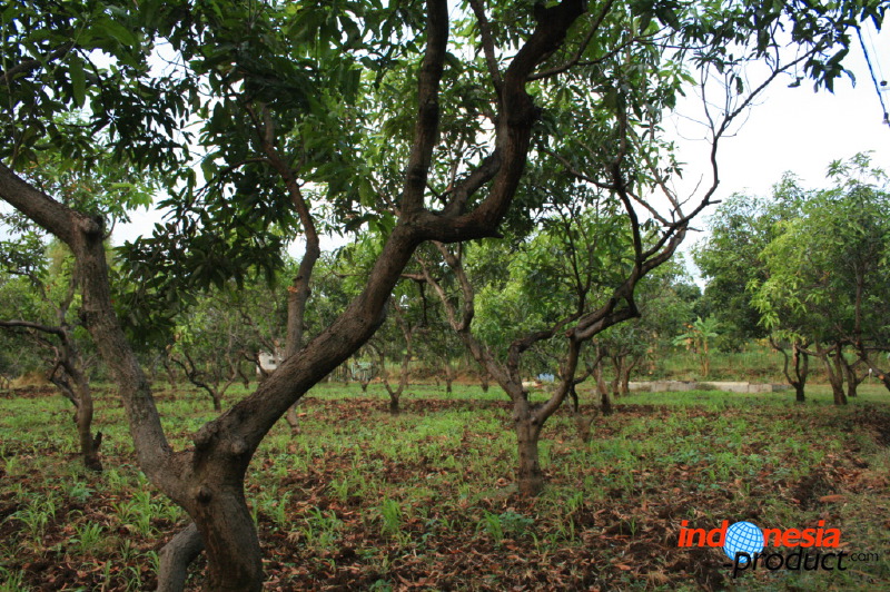 manggo-plantation-14.jpg