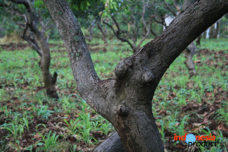 manggo-plantation-15.jpg
