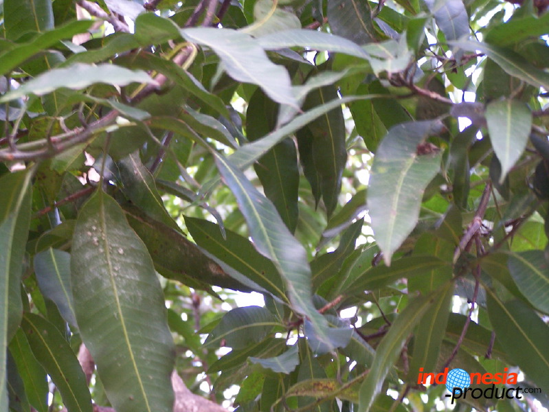 manggo-plantation-16.jpg