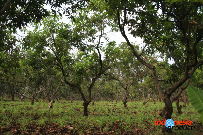 manggo-plantation-17.jpg