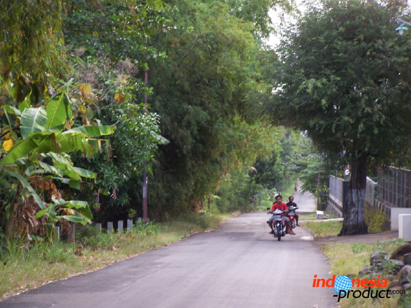 manggo-plantation-18.jpg