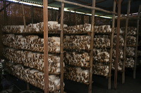 mushroom-village-14
