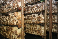 mushroom-village-15
