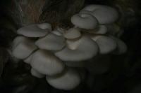 mushroom-village-16