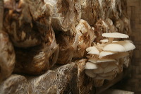 mushroom-village-17