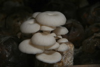 mushroom-village-20