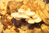 mushroom-village-22