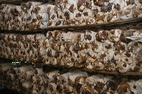 mushroom-village-23