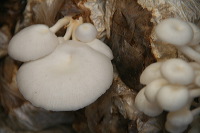 mushroom-village-24