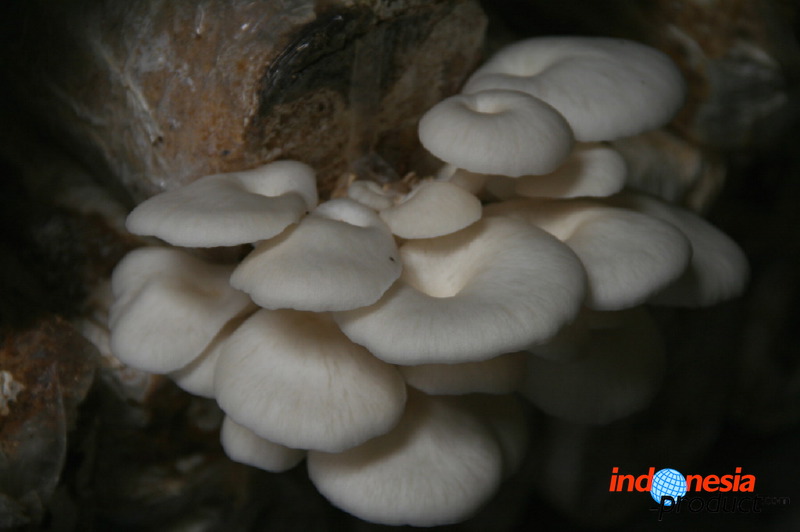 mushroom-village-04.jpg