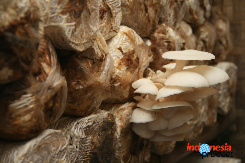 mushroom-village-07.jpg
