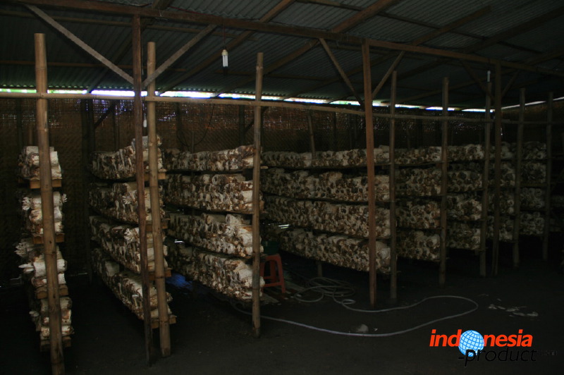 mushroom-village-08.jpg