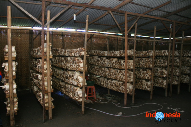 mushroom-village-09.jpg