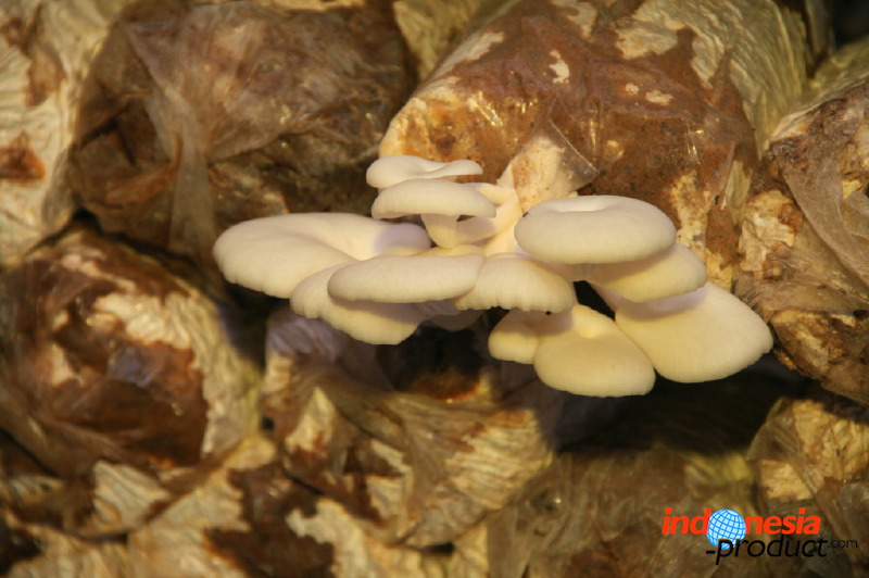 mushroom-village-10.jpg