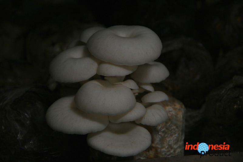 mushroom-village-11.jpg