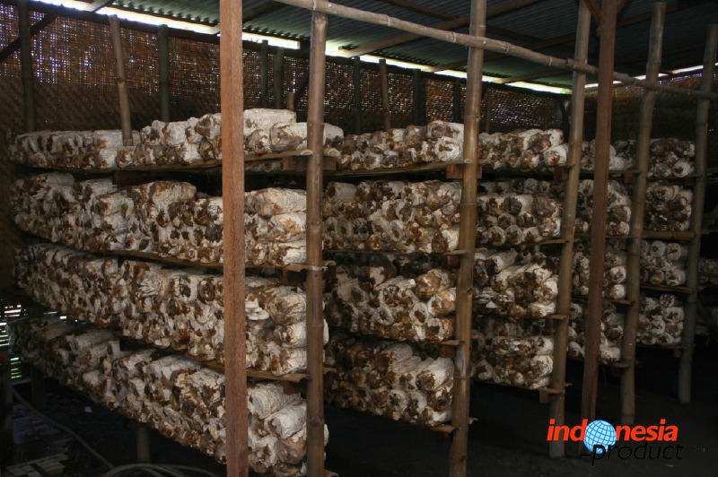 mushroom-village-14.jpg