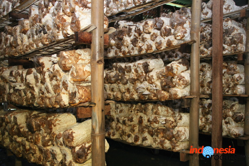 mushroom-village-15.jpg