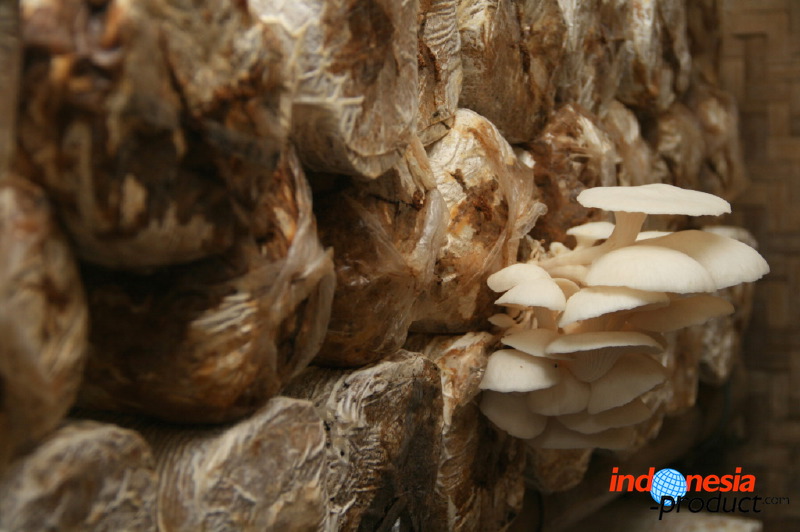 mushroom-village-17.jpg