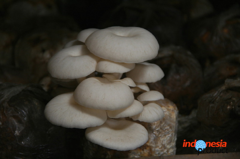 mushroom-village-20.jpg