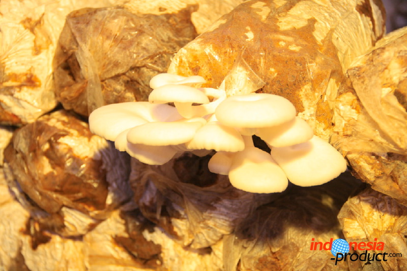 mushroom-village-22.jpg