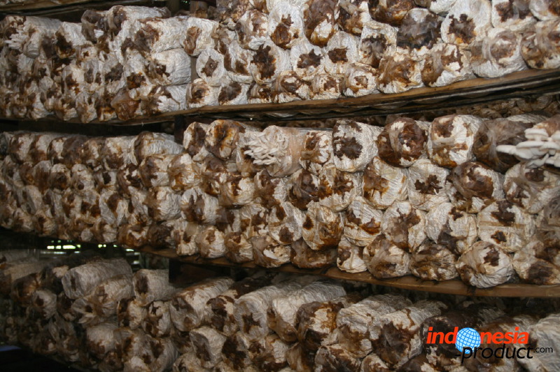 mushroom-village-23.jpg