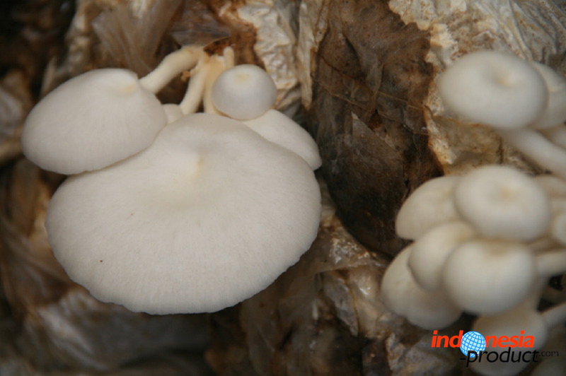 mushroom-village-24.jpg