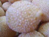 bo-liem-onde-onde-m_1f862ba