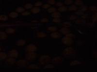 bo-liem-onde-onde-m_1f862d4